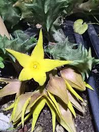 Yellow Stapelia Flower Seeds Heirloom Non-GMO High Germination Organic Garden Seeds
