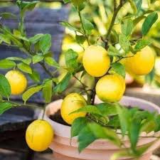 Meyer Lemon Plant Seeds for Planting – Heirloom Non-GMO High Germination Organic Garden Seeds for Zesty Refreshing Lemons