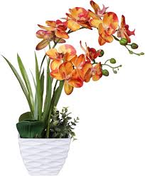 Orange Phalaenopsis Orchid Flower Seeds – Heirloom, Non-GMO Seeds