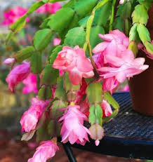 Pink White Schlumbergera Flower Seeds for Planting – Heirloom, Non-GMO, High Germination Organic Garden Seeds
