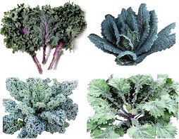 Semillas Lacinato Mixtas – Semillas de Jardín Orgánicas de Alta Germinación, sin OGM, de Variedad Tradicional para Siembra
