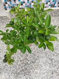 Orange Tradescantia Plant Seeds – Heirloom, Non-GMO, High Germination Organic Seeds