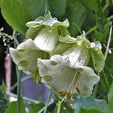 White Climbing Cathedral Bells Flower Seeds – Heirloom, Non-GMO, High Germination Organic Garden Seeds for Planting