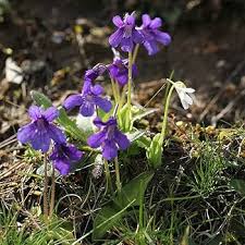 Pinguicula Grandiflora Flower Seeds for Planting – Heirloom, Non-GMO, High Germination Organic Garden Seeds
