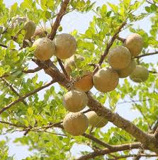 Wood Apple Fruit Seeds for Planting – Heirloom Non-GMO High Germination Organic Garden Seeds for Tropical Fruit Trees