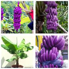 Purple Banana Fruit Seeds for Planting – Rare Heirloom Non-GMO High Germination Organic Garden Seeds for Exotic Garden Harvests (100 pcs)
