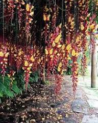 Thunbergia Coccinea Flower Seeds Heirloom Non-GMO High Germination Organic Garden Seeds for Planting