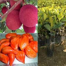 Thailand Pink Jackfruit Seeds for Planting Heirloom Non-GMO High Germination Organic Garden Seeds