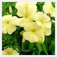 Phlox Yellow Flower Seeds for Planting – Heirloom, Non-GMO, High Germination Organic Garden Seeds