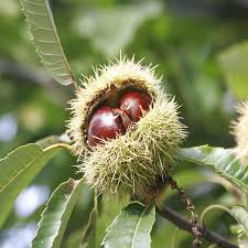 Castanea Seeds Yellow Heirloom Non-GMO High Germination Organic Garden Seeds for Planting