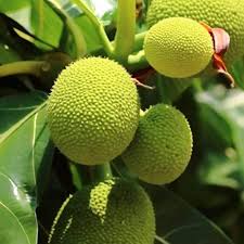Artocarpus Breadfruit altilis Seeds for Planting – Heirloom Non-GMO High Germination Organic Tropical Fruit Tree Seeds