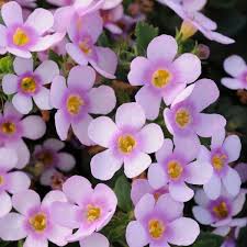 Bacopa Flower Seeds Pink For Planting Heirloom Non-GMO High Germination Organic Garden Seeds for Planting