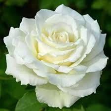White Rose Flower Seeds – Heirloom Non-GMO Organic Garden Seeds