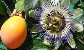 Semillas de Flor de Passiflora Edulis Amarilla, Cimarrón, No Transgénicas, Alta Germinación, Ecológicas