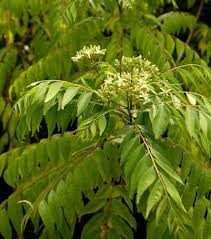 Grünes Curryblatt Pflanzen Samen Alte Sorte GMO-frei Hohe Keimrate Bio-Gartensamen zum Pflanzen