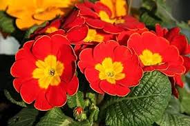 Red Yellow Polyanthus Flower Seeds for Planting – Heirloom Non-GMO High Germination Organic Garden Seeds