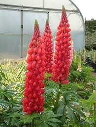 Red Lupinus Flower Seeds – Heirloom, Non-GMO, High Germination Organic Garden Seeds for Planting