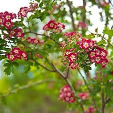 Red Hawthorn Flower Seeds – Heirloom Non-GMO High Germination Organic Garden Seeds for Planting