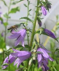 Rapunzel-Glockenblume Samen – Alte Sorte, gentechnikfrei, hohe Keimfähigkeit, Bio-Gartensamen zum Pflanzen
