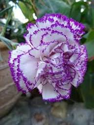 White Purple Dianthus Caryophyllus Flower Seeds – Heirloom, Non-GMO, High Germination Organic Garden Seeds for Planting