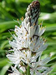 White Asphodelus Flower Seeds Heirloom Non-GMO High Germination Organic Garden Seeds