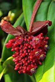 Semillas de flores de Medinilla roja – Hereditarias, no transgénicas, de alta germinación, orgánicas, para plantar en el jardín