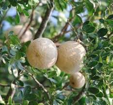 Brown Limonia Acidissima Seeds for Planting – Heirloom Non-GMO High Germination Organic Garden Seeds