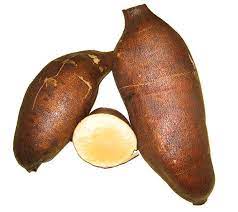 Cajamarca Yacon Vegetable Seeds for Planting – Heirloom Non-GMO Organic Root Crop Seeds, High Germination Garden Seeds