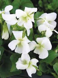 Viola Yedoensis Flower Seeds White – Heirloom, Non-GMO, High Germination