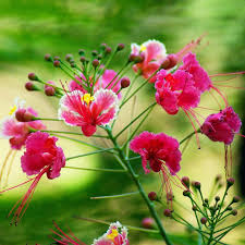Pink Caesalpinia Flower Seeds – Heirloom, Non-GMO, High Germination Organic Garden Seeds for Planting