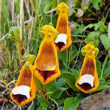Uniflora Flower Seeds for Planting – Heirloom, Non-GMO, High Germination