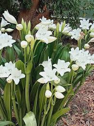 Tulip Perennial Flower Seeds for Planting – Heirloom, Non-GMO, High Germination
