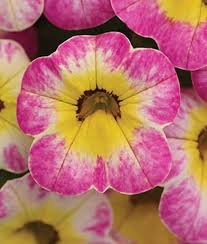 Semillas de flor de buganvilla rosa y amarilla – Herencia, sin OGM, semillas de jardín orgánicas de alta germinación para plantar