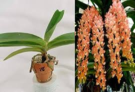 Rhynchostylis Orchids Orange Flower Seeds for Planting – Heirloom Non-GMO High Germination Organic Garden Seeds