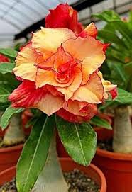 Orange Desert Rose Flower Seeds for Planting – Heirloom Non-GMO High Germination Organic Garden Seeds