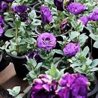 Violet Eustoma Flower Seeds – Heirloom Non-GMO High Germination Organic Garden Seeds