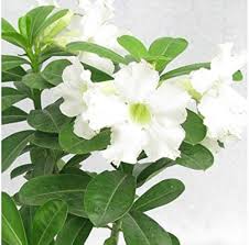 White Adenium Obesum Flower Seeds Heirloom Non-GMO High Germination Organic Garden Seeds