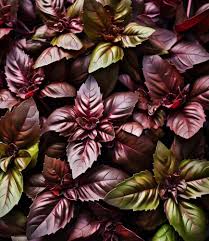 Red Basil Plant Seeds – Heirloom, Non-GMO, High Germination Organic Garden Seeds for Planting
