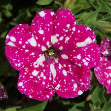 Starry Petunia Flower Seeds – Heirloom, Non-GMO, High Germination Organic Garden Seeds
