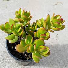 Orange Green Crassula Ovata Plant Seeds for Planting – Heirloom Non-GMO High Germination Organic Garden Seeds