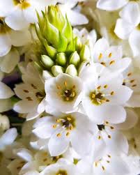 White Chincherinchee Flower Seeds Heirloom Non-GMO High Germination Organic Garden Seeds for Planting