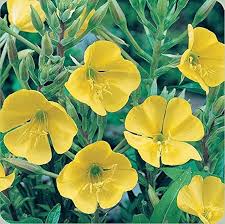 Yellow Oenothera Lamarckiana Flower Seeds – Heirloom, Non-GMO, High Germination Organic Seeds