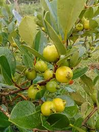 Yellow Psidium Cattleianum Seeds Heirloom Non-GMO High Germination Organic Garden Seeds for Planting