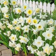 Daffodil Flower Seeds White Heirloom Non-GMO High Germination Organic Garden Seeds for Planting