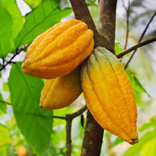 Yellow Cacao Seeds – Heirloom, Non-GMO, High Germination Organic Garden Seeds | Seeds for Planting