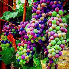 Mixed Rainbow Grapes Fruit Seeds – Heirloom, Non-GMO, High Germination Organic Garden