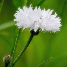 Weiße Centaurea Cyanus Blumensamen – Alte Sorte, gentechnikfrei, hohe Keimrate, Bio-Gartensamen zum Pflanzen