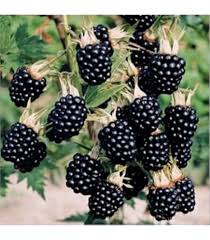 Dewberry Seeds Black Heirloom Non-GMO High Germination Organic Garden Seeds for Planting