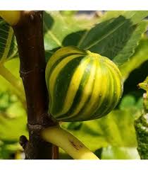 Green Panache Seeds for Planting – Heirloom Non-GMO High Germination Organic Garden Seeds