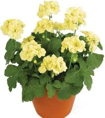 Yellow Ivy Geranium Flower Seeds – Heirloom Non-GMO High Germination Seeds
